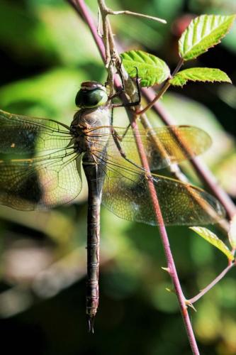 Anax parthenope